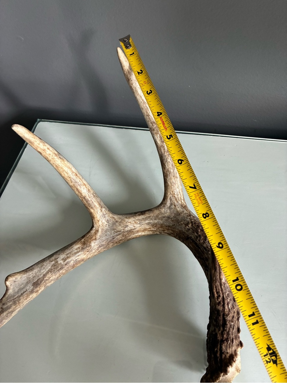 Natural Deer Antler Rack - Rustic Home Decor - Picture 3 of 3